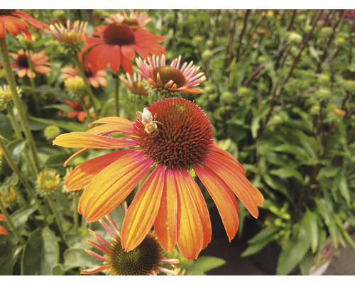 Närbild av en Echinacea blomma med ett bi