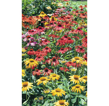 Fält av blommande rudbeckia