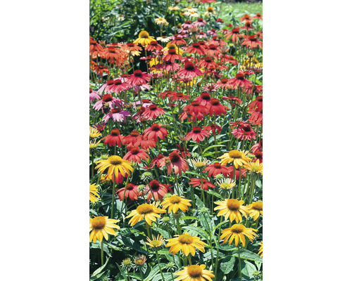 Fält av blommande rudbeckia