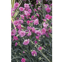 Närbild av rosa nejlikablommor