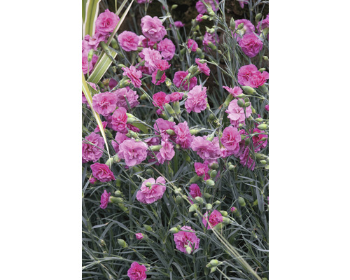 Trädgårdsnejlika FLORASELF Dianthus Devon Cottage 15-30cm Co 5L blandade sorter Närbild av rosa nejlikablommor