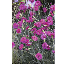 Närbild av nejlikplantor med rosa blommor