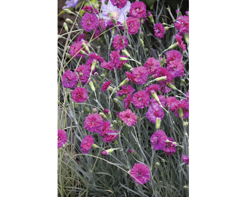 Närbild av nejlikplantor med rosa blommor