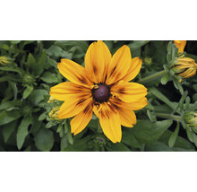 Blomma av Rudbeckia hirta i detalj