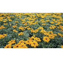 Fält med Rudbeckia-blommor i trädgården