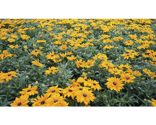 Fält med Rudbeckia-blommor i trädgården