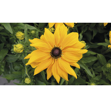 Gul Rudbeckia blomma i trädgården