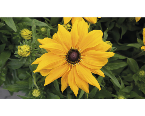 Gul Rudbeckia blomma i trädgården