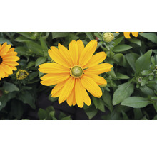Gul rudbeckiablomma i trädgården