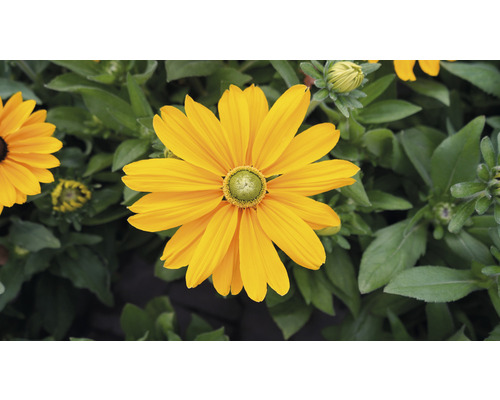 Gul rudbeckiablomma i trädgården