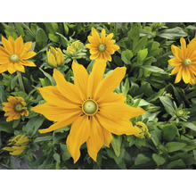 Gula rudbeckiablommor med gröna blad
