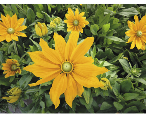 Gula rudbeckiablommor med gröna blad