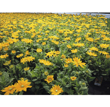 Fält med Rudbeckia blommor