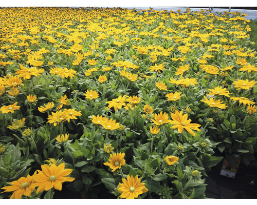 Fält med Rudbeckia blommor