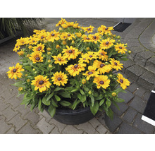 Strålande Rudbeckia i en blomkruka