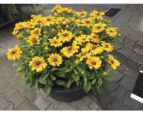 Strålande Rudbeckia i en blomkruka