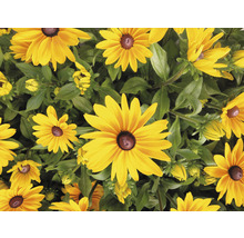 Närbild av Rudbeckia växter med gula kronblad