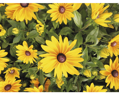 Närbild av Rudbeckia växter med gula kronblad