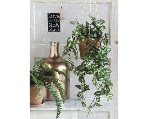 Dekorativ scen med hängande växt, ormbunke i kruka och gyllene flaska på en hylla.