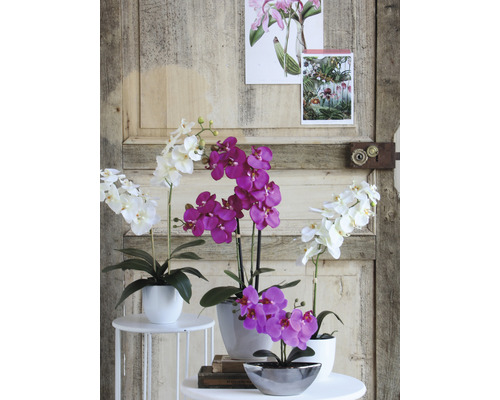 Dekorativa orkidéer i krukor framför en trädörr