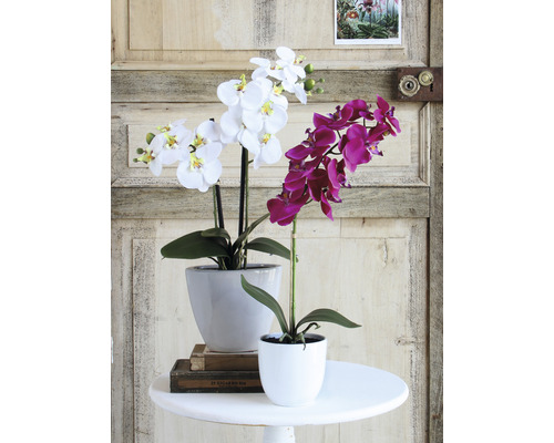 Två orkidéer i krukor på ett bord