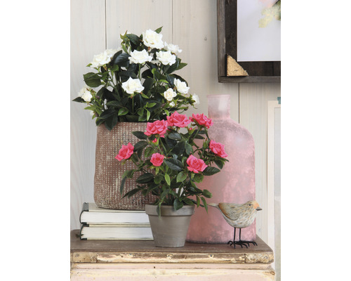 Dekorativ scen med rosor och dekorationselement på ett bord