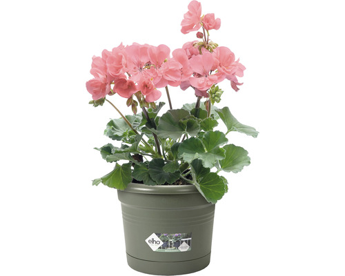 Pelargon i en Elho blomkruka