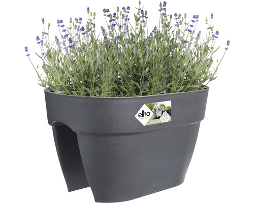 Balkonglåda med lavendel