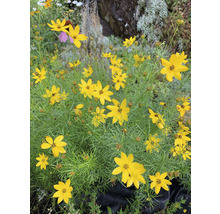 Höstöga FLORASELF Coreopsis verticillata 10-40 cm co 3L