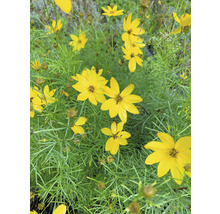 Höstöga FLORASELF Coreopsis verticillata 10-40 cm co 3L