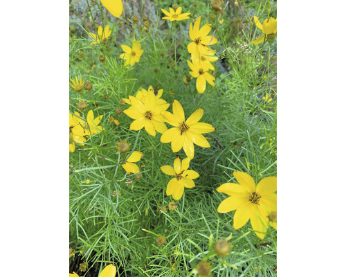 Gula Coreopsis blommor med gröna blad.