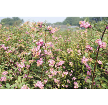 Fält med Symphoricarpos-växter