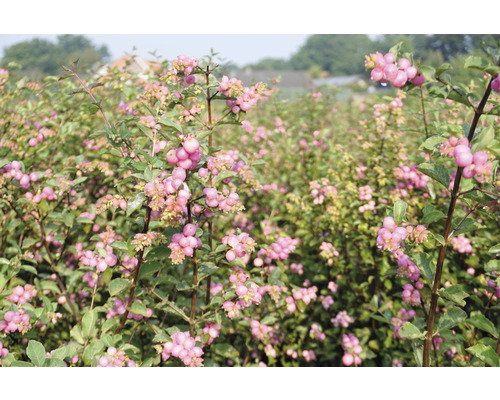 Fält med Symphoricarpos-växter