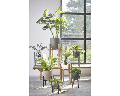 Diverse krukväxter i krukor och vaser, arrangerade på ett bord och en stege framför ett fönster.