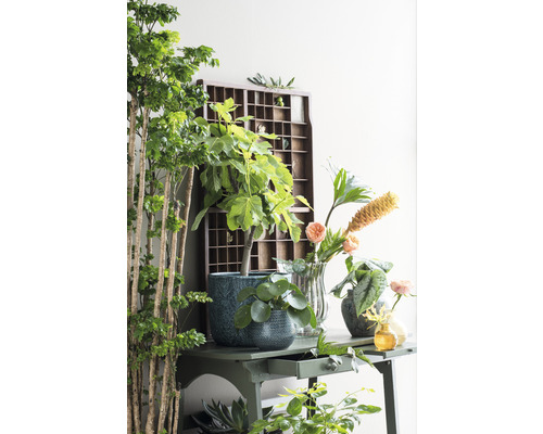 Dekorativ inredning med olika krukväxter, vaser och en sorteringslåda på ett bord