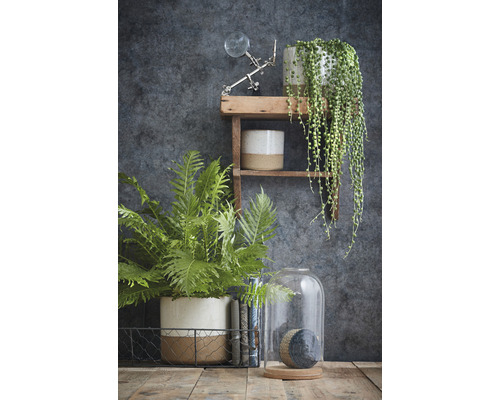 Dekorativ scen med växter på hyllor och en glaskupa på ett träbord