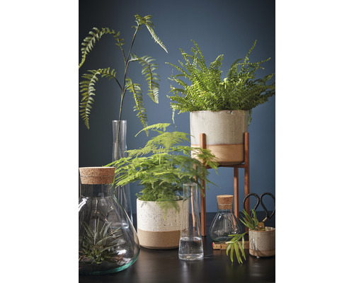 Arrangemang med krukväxter i krukor och glasvaser på ett bord.