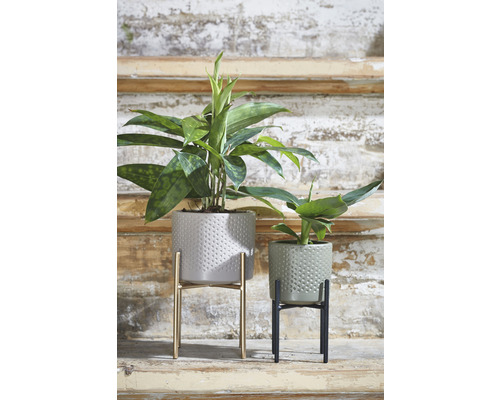 Två krukväxter i strukturerade ytterkrukor på växtställningar