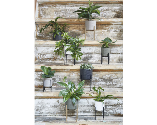 Flera krukväxter i olika krukor på en trappa.