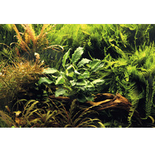 Akvarium med olika vattenväxter på rotved