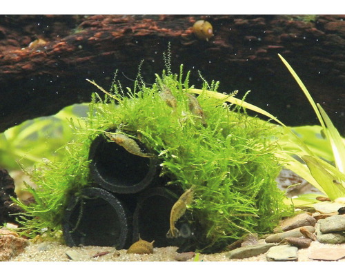 Akvariedekoration med mossa och räkor