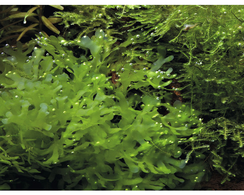 Akvarieväxt levermossa i detalj