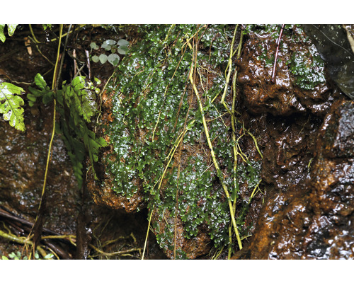 Närbild av mossa på en sten