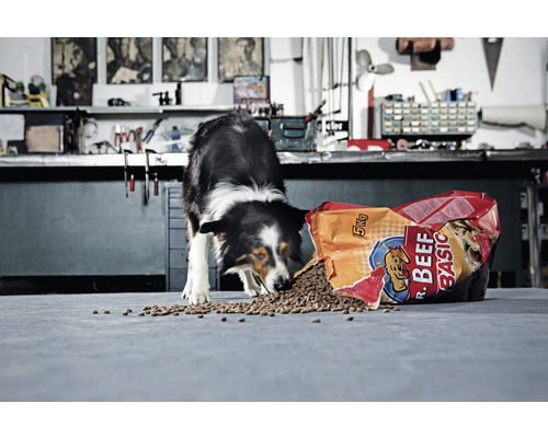 En Border Collie äter hundmat från en öppen påse Mr. Beef Basic.