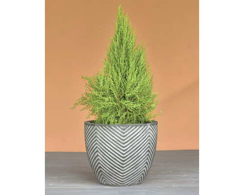 Cypress i kruka med sicksackmönster