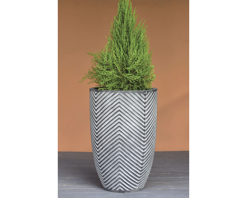 Cypress i en blomkruka med sicksackmönster