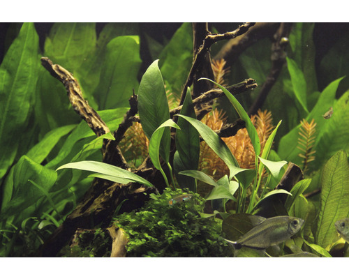 Akvarium med växter och fiskar