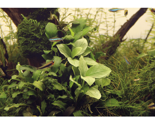 Akvarium med vattenväxter och små fiskar