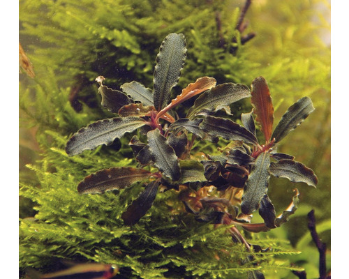 Akvarieväxt med gröna blad framför mossa