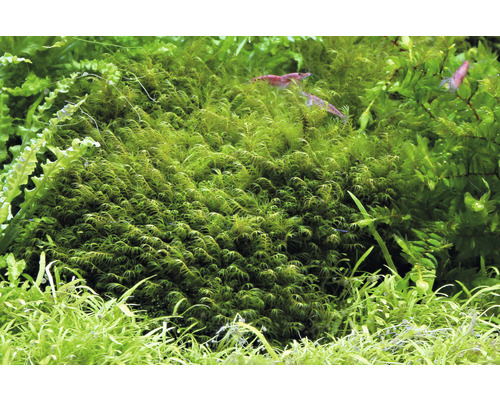 Akvariumsmossa med räkor